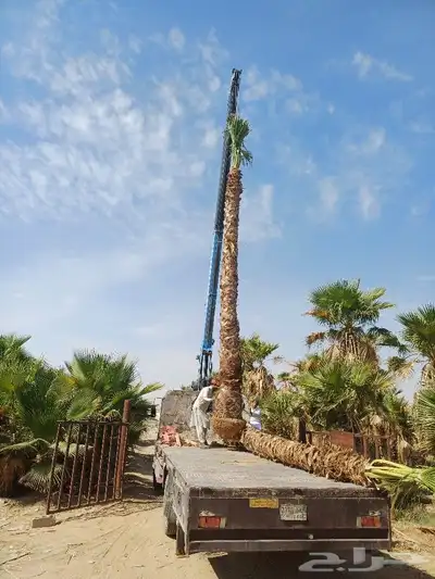 قلع وغرس و ترحيل جميع انواع النخيل 0