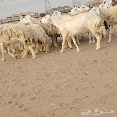 ضان حريات طيبة مراح دفييع 30من1270 3