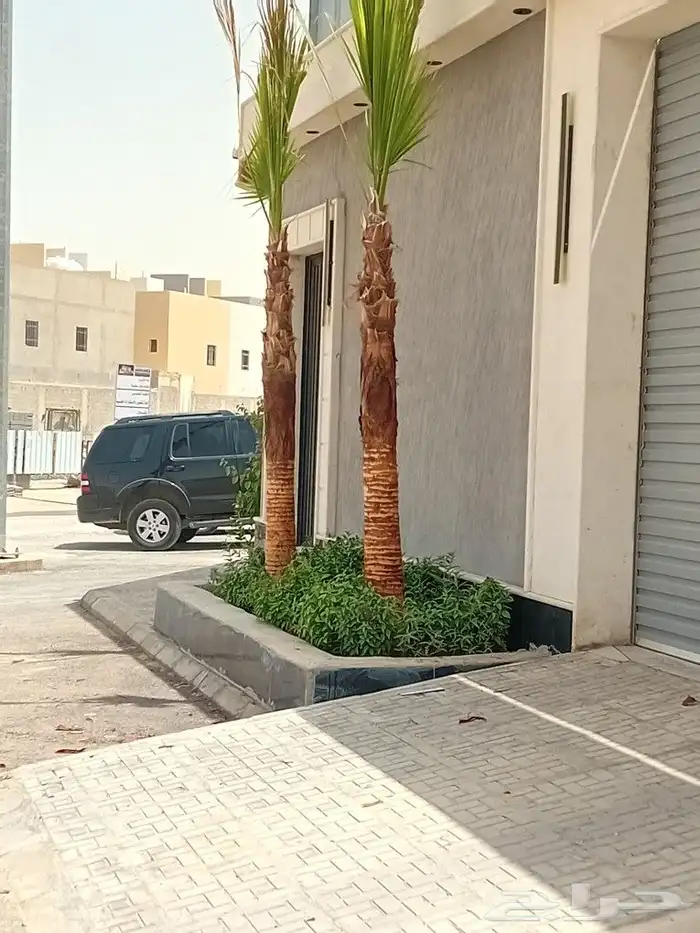 نخل وشنطني زينه للفل واستراحات والبيوت والقصور وا 2