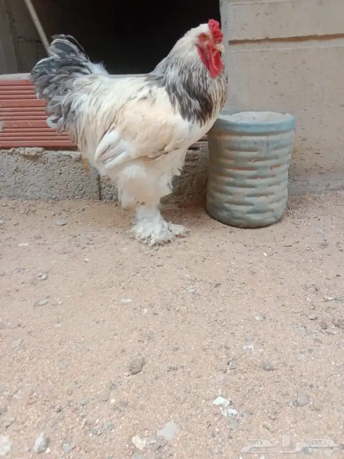 دجاج براهما كولومبي 5