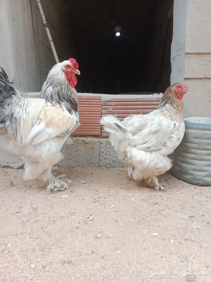 دجاج براهما كولومبي 1