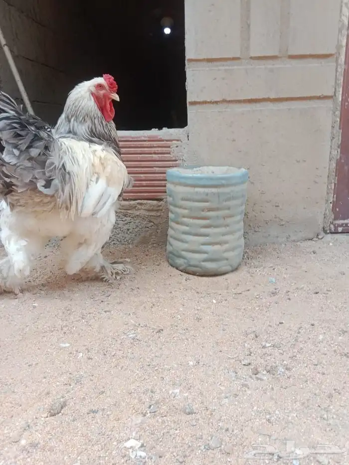 دجاج براهما كولومبي 0