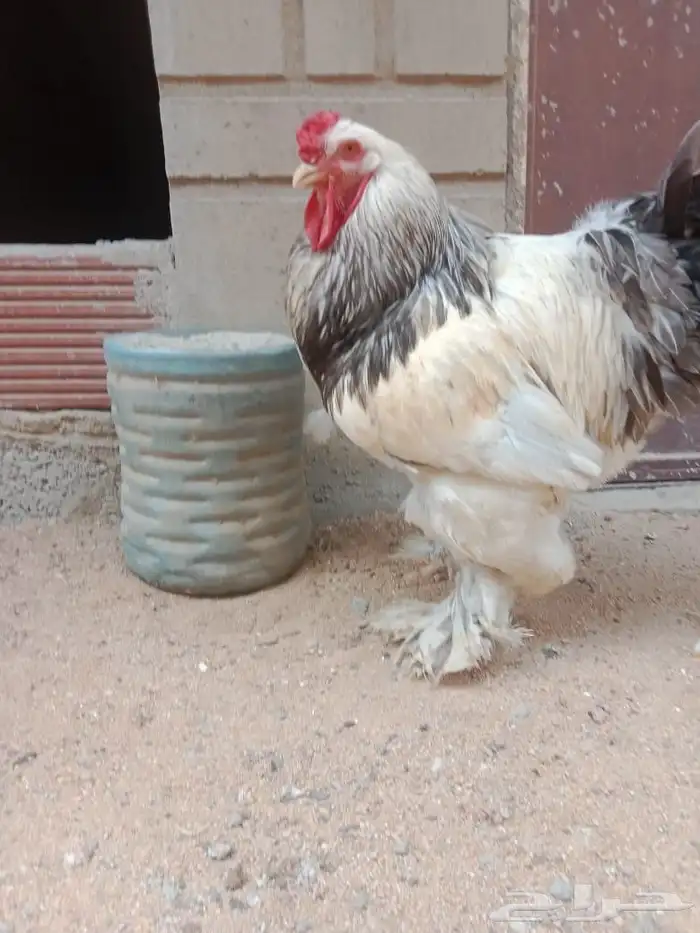 دجاج براهما كولومبي 3
