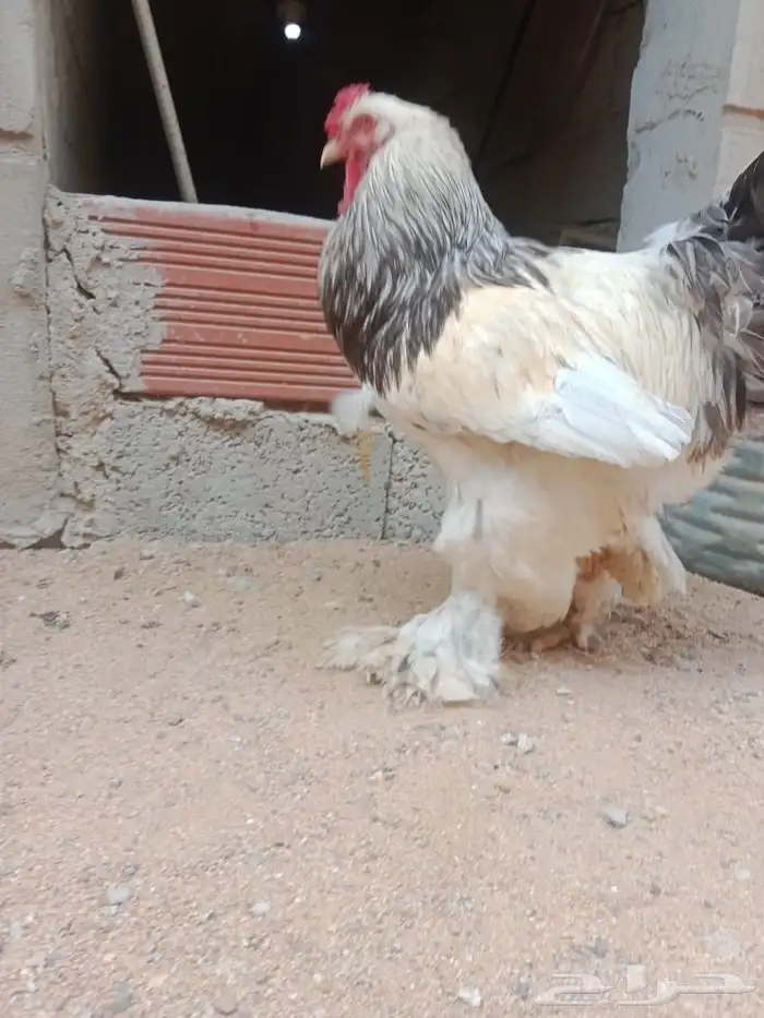 دجاج براهما كولومبي 4