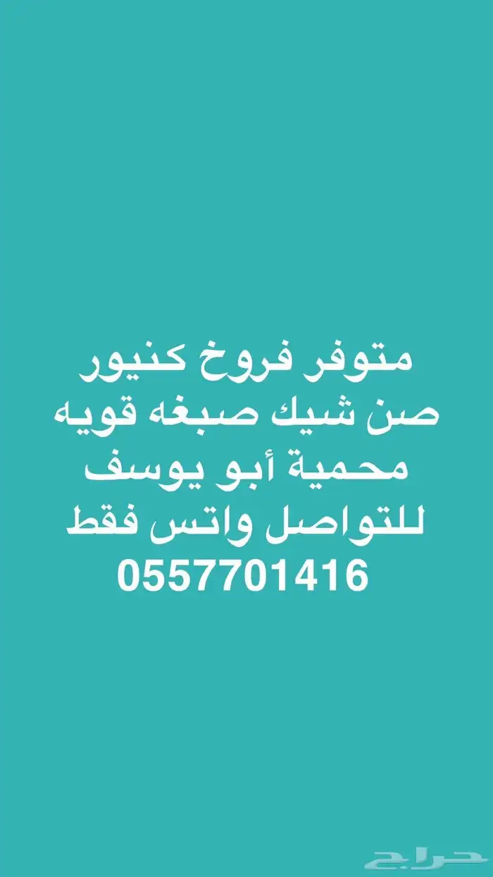 كنيور 0