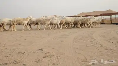 ضان حريات طيبة مراح دفييع 30من1270 7