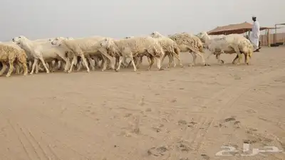 ضان حريات طيبة مراح دفييع 30من1270 2