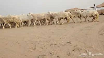 ضان حريات طيبة مراح دفييع 30من1270 6