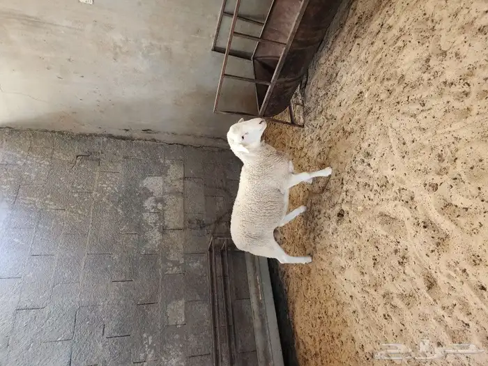 طلي دوربر 6