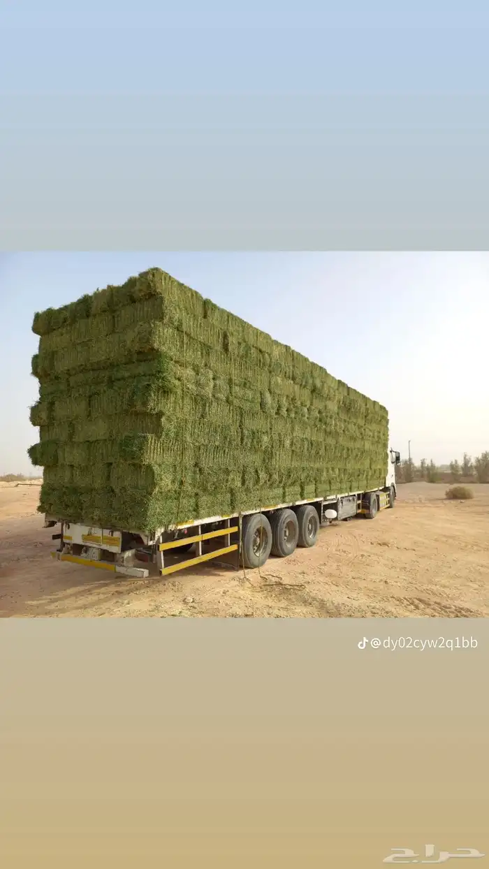 سوق البرسيم والاعلاف بالجمله 1