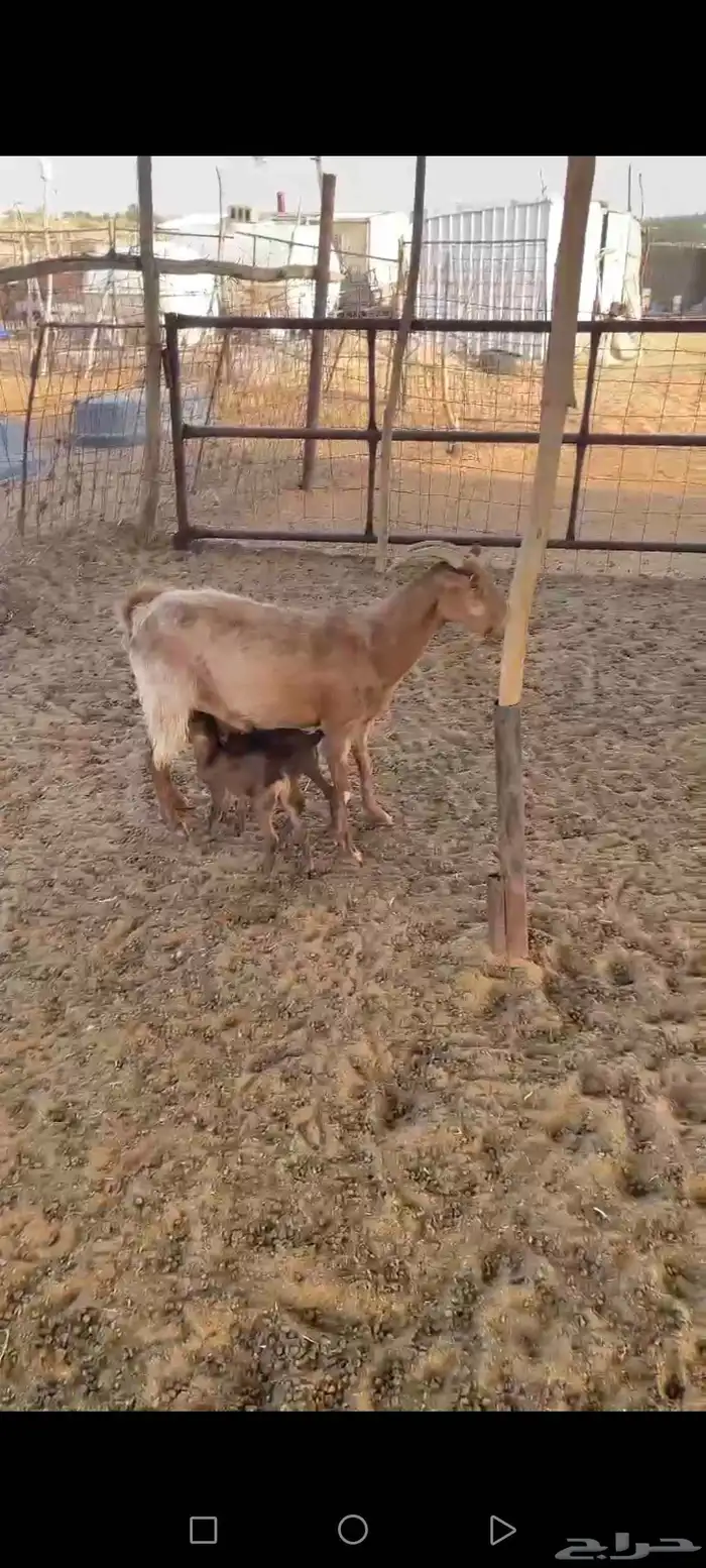 عنز جنوبيه متاومه بتيس وجفرة 0
