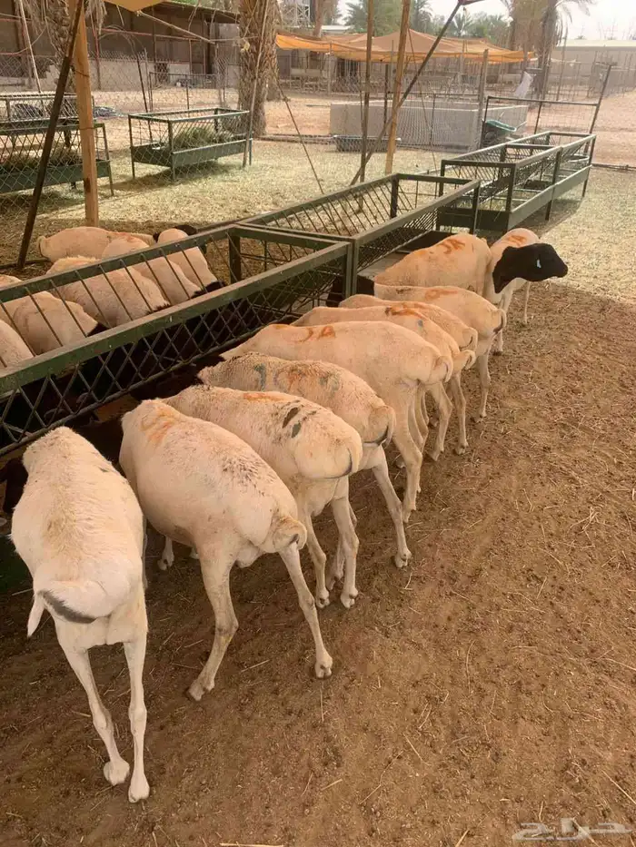 برابر صوماليه جذعان وثنيان لحم طيب واوزان طيبه 0