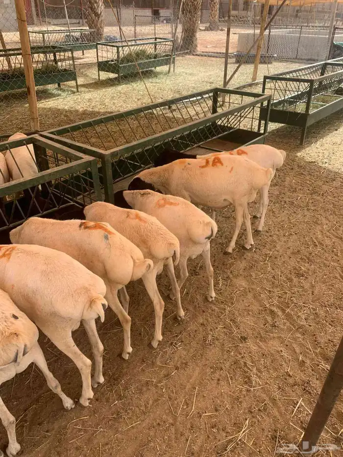 برابر صوماليه جذعان وثنيان لحم طيب واوزان طيبه 2