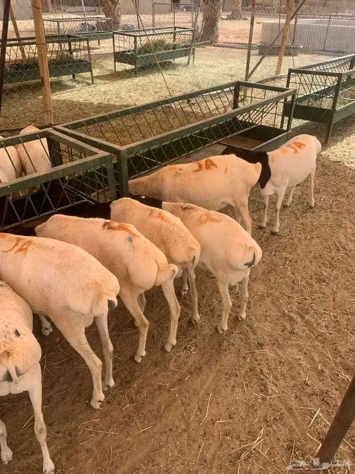 برابر صوماليه جذعان وثنيان لحم طيب واوزان طيبه 1