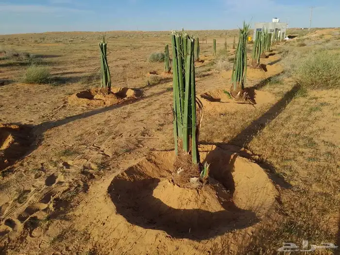 يوجد لدينا نخيل مثمر جميع الانواع وجميع مقاساته وسعارمناسبه 2