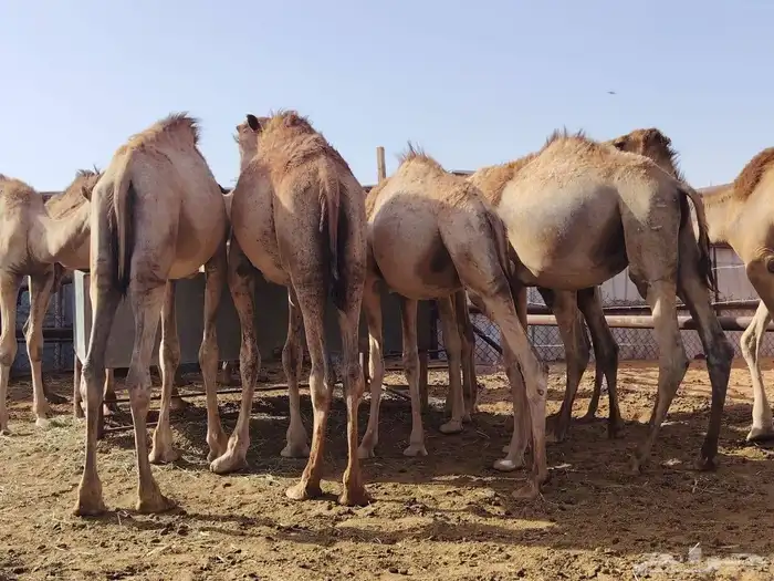 عندك ذوق  تعال شوف القعدان اللي ترفع الراس 0