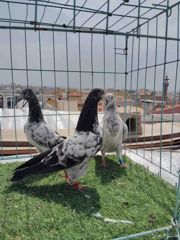حمام باكستاني فاخر 6