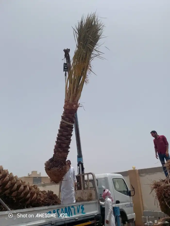 يوجد لدينا نخل طيب ومقاسات مناسبه ونويع فاخره 2