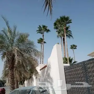 عمال النخل 2