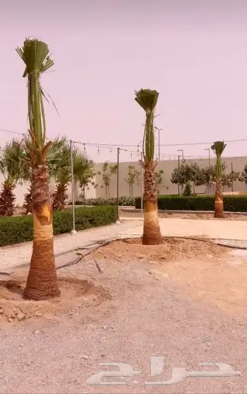 مقوال حجر وشبوك ونخيل 0