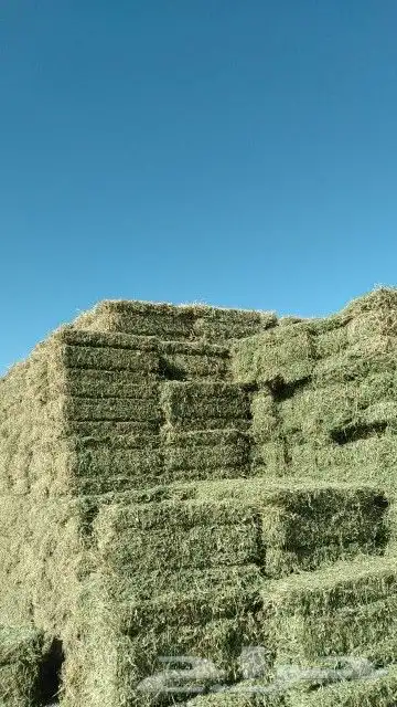 برسيم صافي نوعيه ممتازه 0