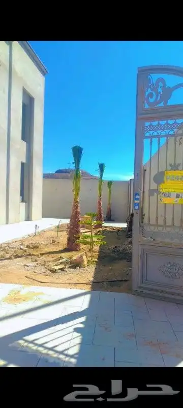 يوجد الدنيا جميع انواع انخيل زينه واشنطن 3
