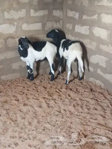 للبيع خرفان هجين 3