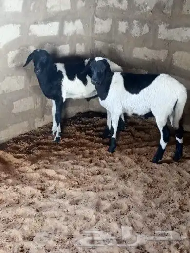 للبيع خرفان هجين 1