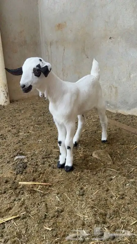 جفره بيشه فاخره 5