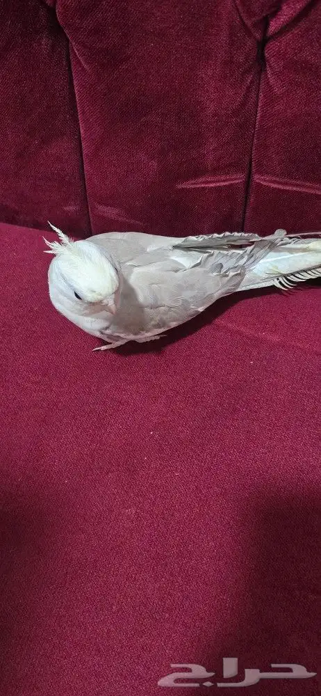 ذكر كروان هولندي كريمي 3