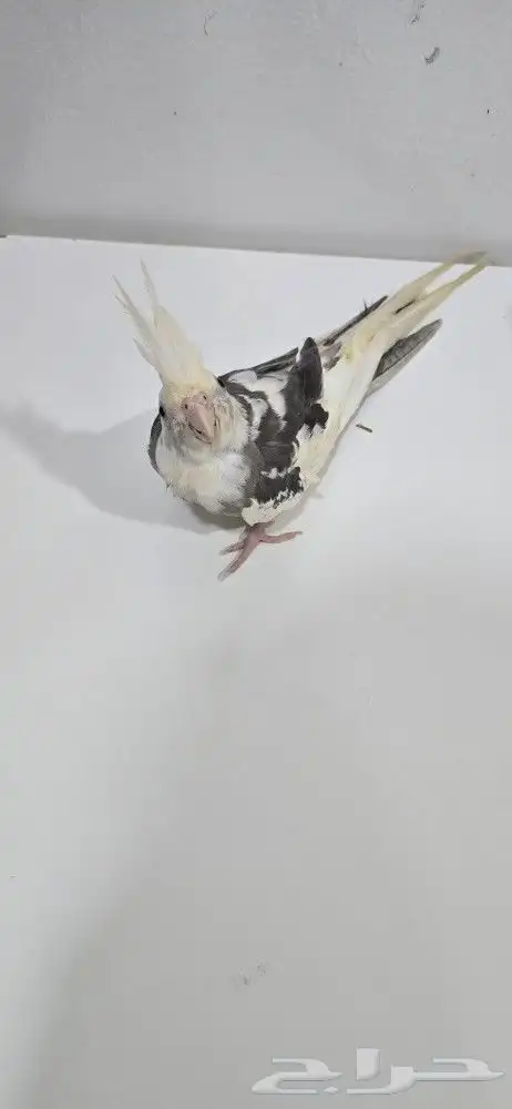 ذكر كروان وايت فيس جاهز لتزاوج 4