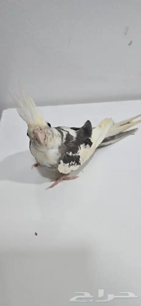 ذكر كروان وايت فيس جاهز لتزاوج 1