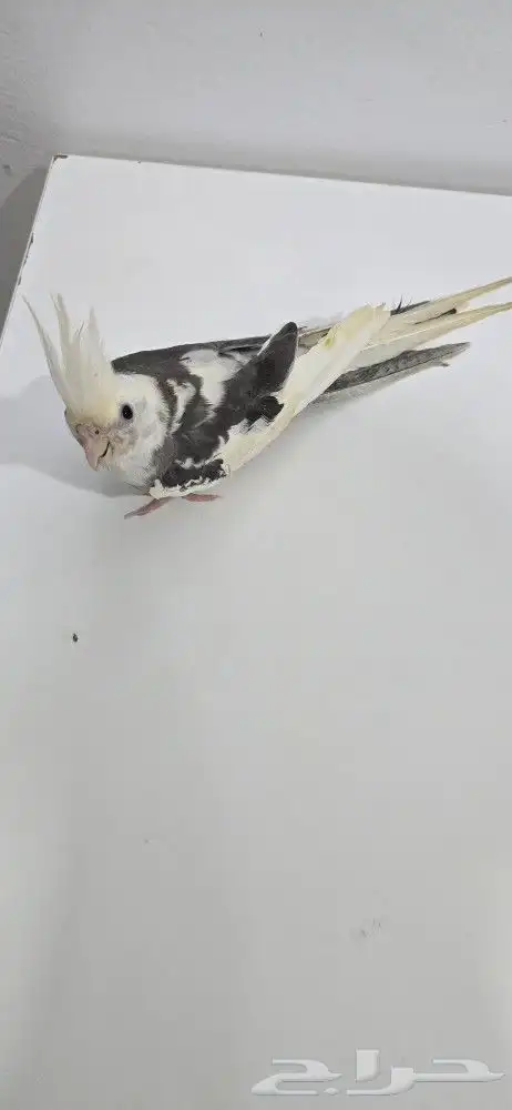 ذكر كروان وايت فيس جاهز لتزاوج 0