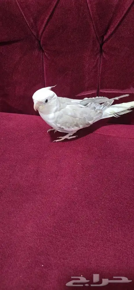 ذكر كروان هولندي كريمي 2