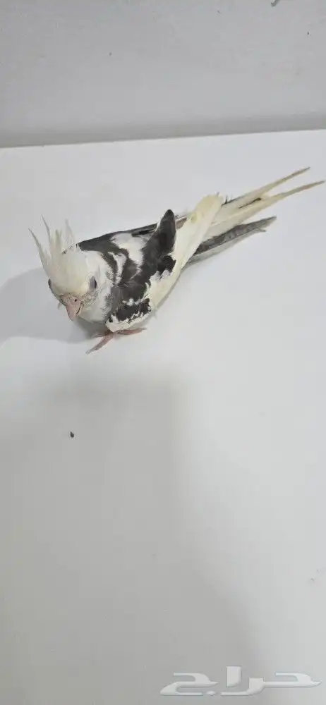 ذكر كروان وايت فيس جاهز لتزاوج 2