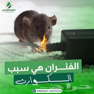 شركة مكافحة حشرات بمكة رش الحشرات مكه index