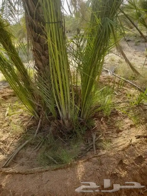 نخل واشنطني وعربي نقايل وفسايل 8