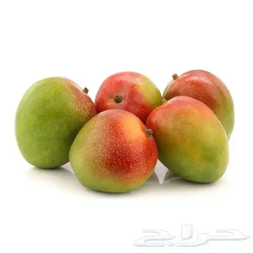 شتلة مانجو  كنت  أمريكي مطع م   عمرها سنتين 0