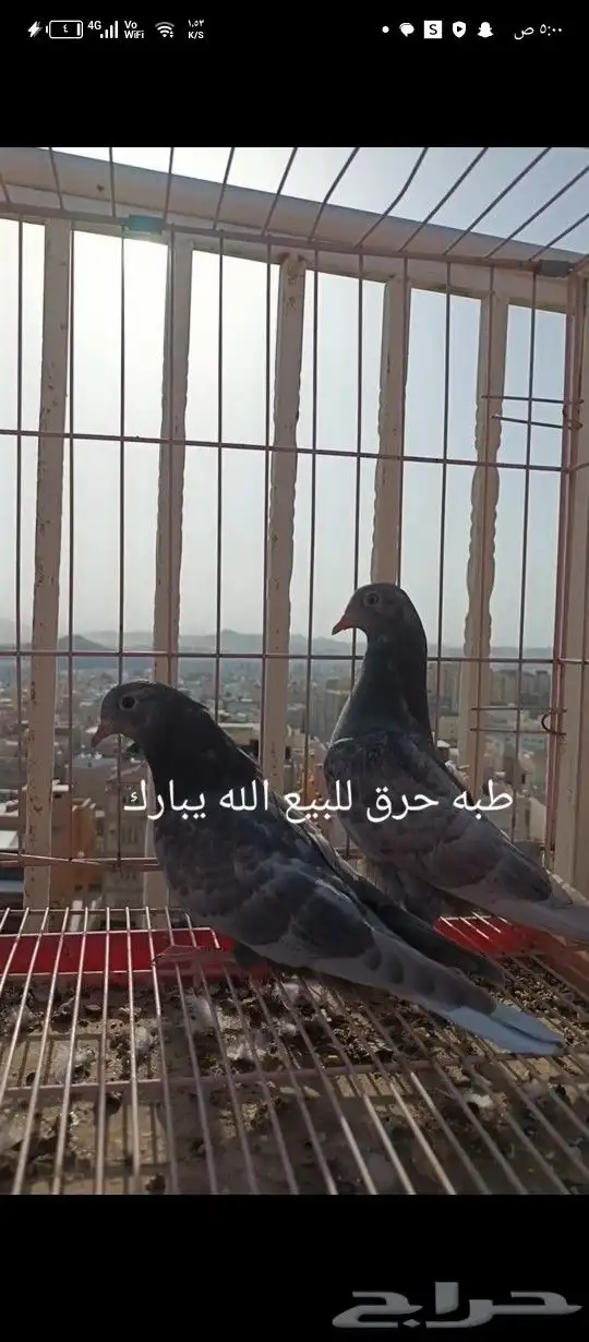حمام قطيفي ترث معرفه 0