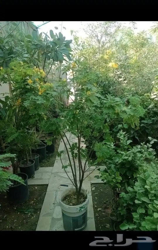 فني تنسيق حدائق وشبكات راي 0