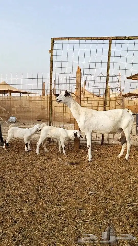 عنز بيشيه كحلا صنف الصنف 5