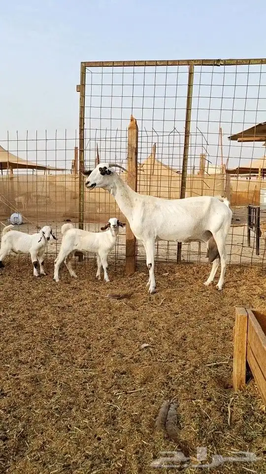 عنز بيشيه كحلا صنف الصنف 1