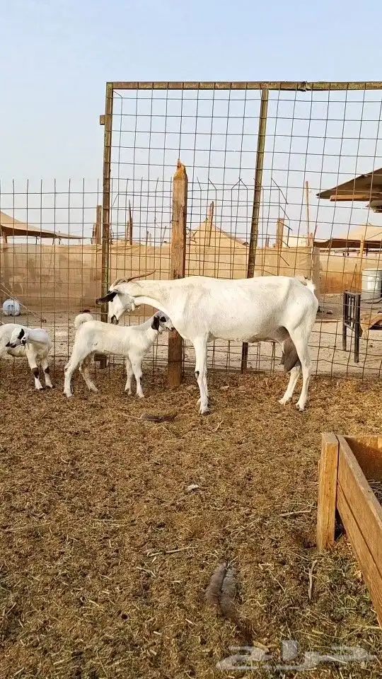 عنز بيشيه كحلا صنف الصنف 0