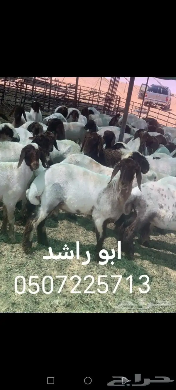 قص مكينه 0