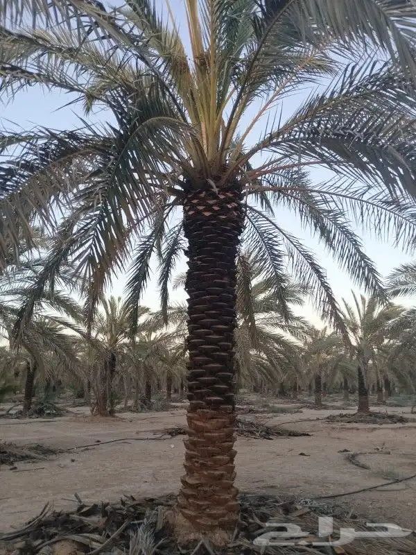 نخل واشنطني وعربي نقايل وفسايل 7