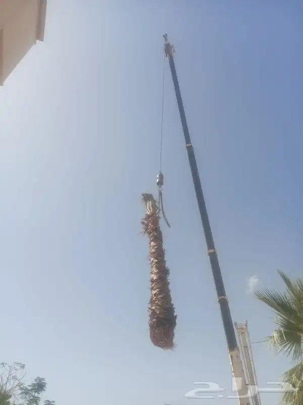 السلام عليكم يوجد لدينا نخيل واشنطني زينه امريكي 2