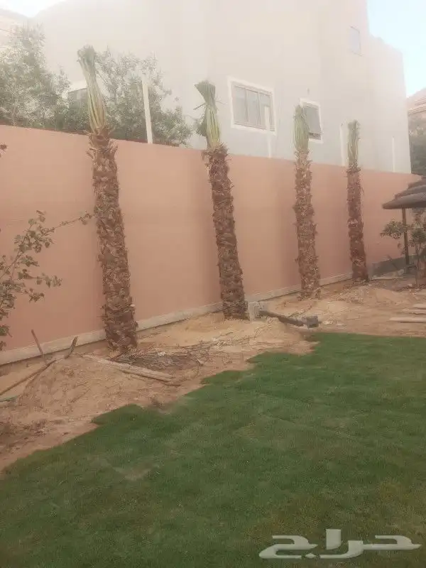 السلام عليكم يوجد لدينا نخيل واشنطني زينه امريكي 1