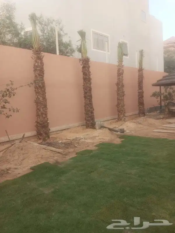 السلام عليكم يوجد لدينا نخيل واشنطني زينه امريكي 0