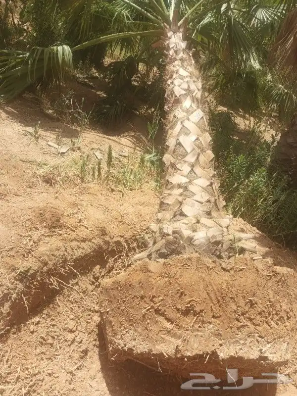 نخل واشنطني وعربي نقايل وفسايل 3