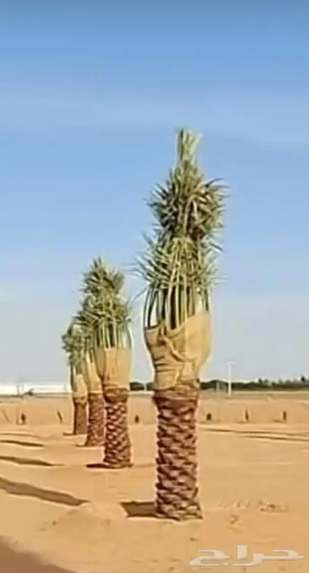 يوجد لدينا نخيل مثمر جميع الانواع وجميع مقاساته وسعارمناسبه 4